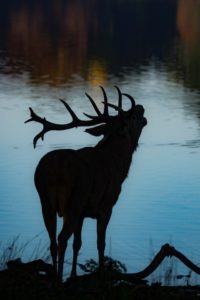 brame du cerf à cheval
