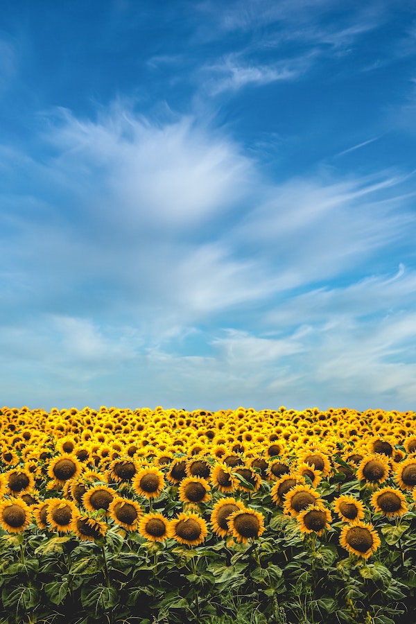 balade à cheval tournesol