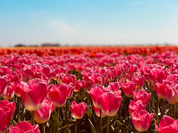 tulipes balade à cheval