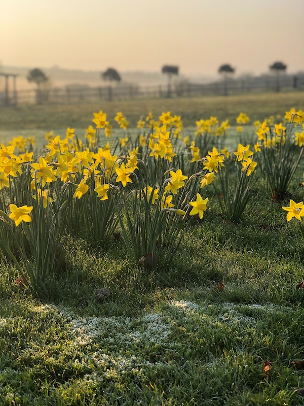 narcisses en fleurs