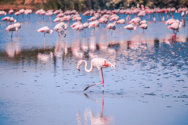 balade a cheval en camargue