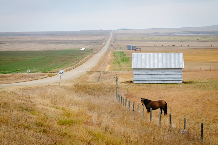 cheval au bord d'une route