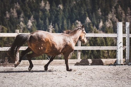 cheval se defoule en liberte