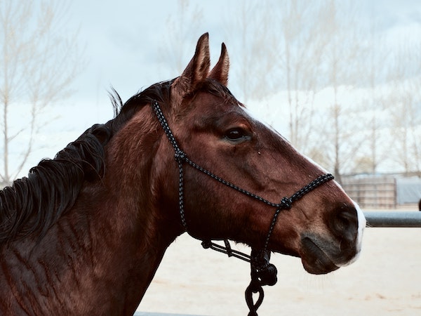 cheval bai oreilles en avant