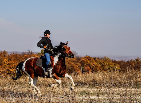 cheval prend la main