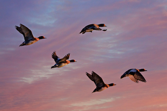 canards dans le ciel