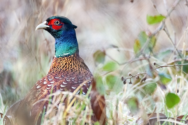 portrait d'un faisan