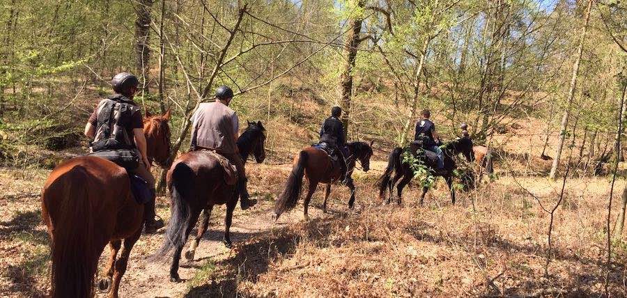 balade equestre en foret