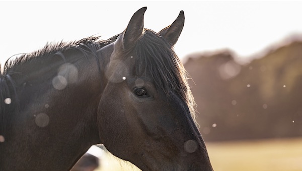 portrait d'un cheval bai brun