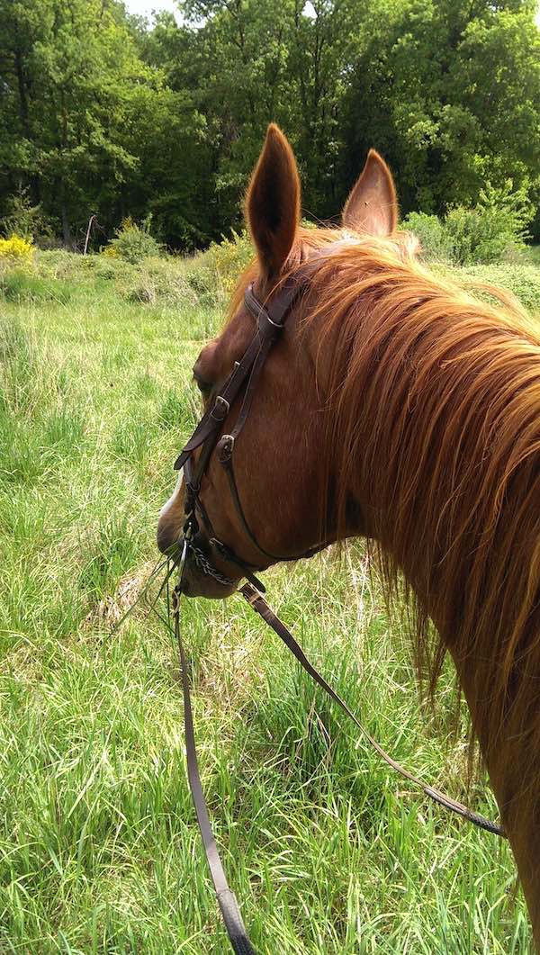 renes cheval