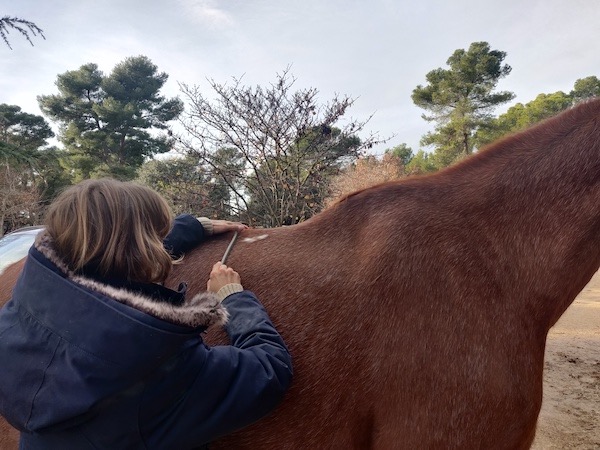 mesurer le dos du cheval avec un flexicurve