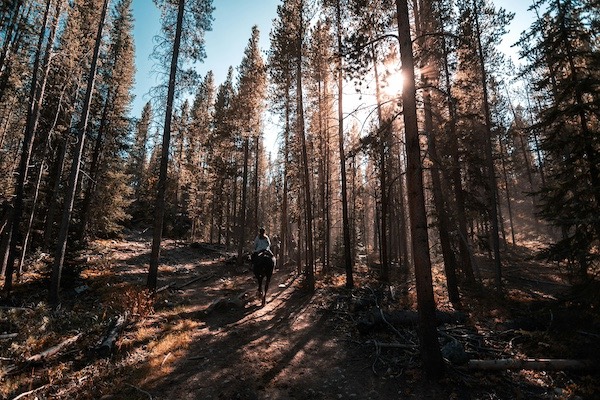 foret soleil pins balade a cheval
