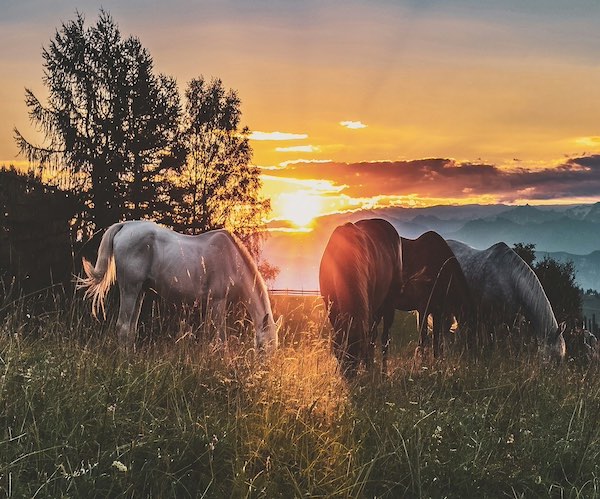 pré chevaux coucher de soleil