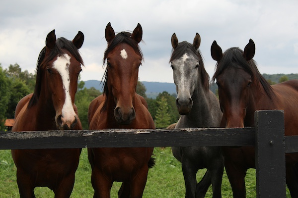 chevaux en troupeau