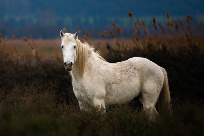 balade cheval aigues mortes