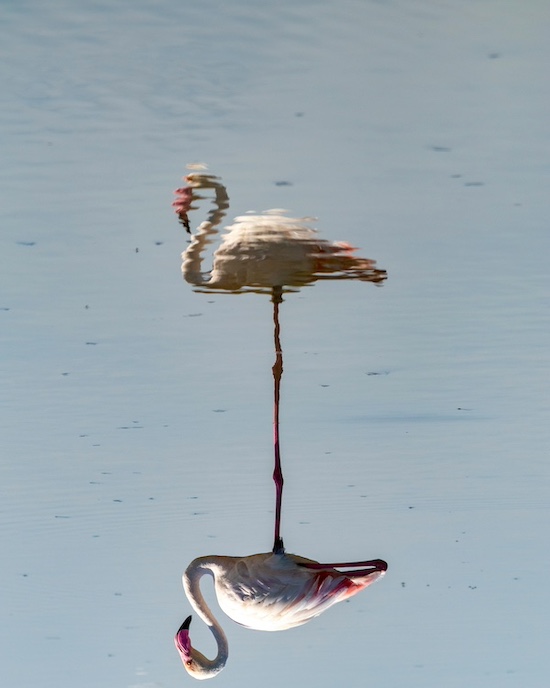 reflet du flamant rose
