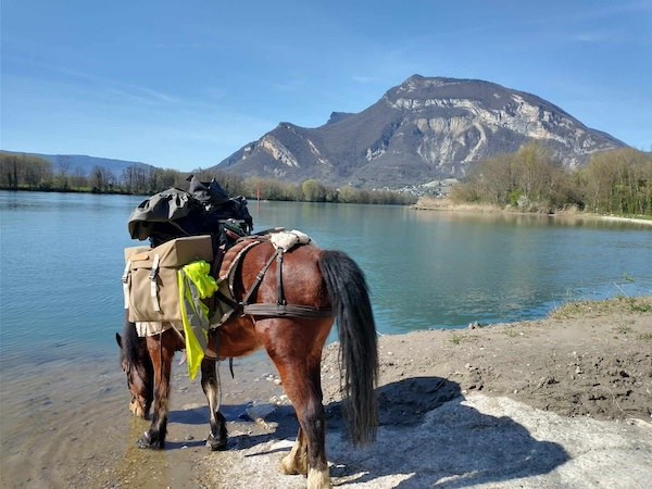 cheval boit dans un lac