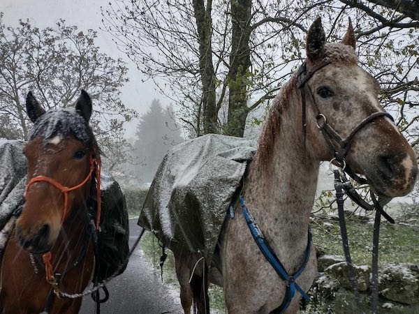 cheval neige