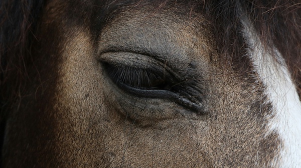 anti stress pour chevaux