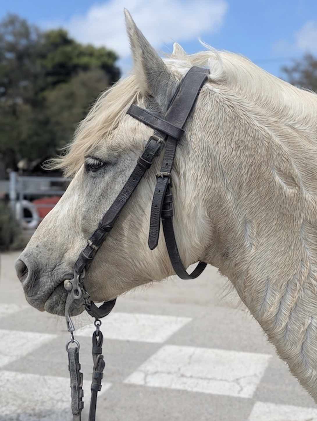 Cheval camarguais