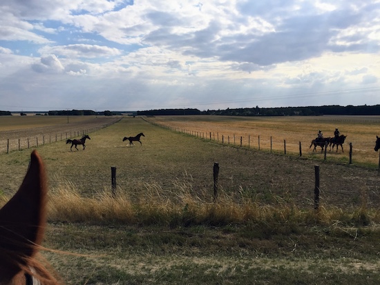 chevaux dans les champs