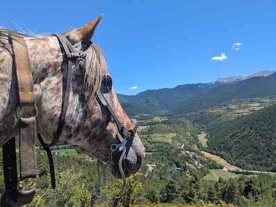 apaloosa montagne