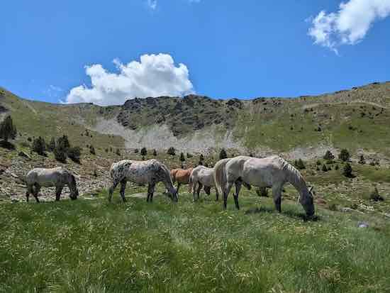 pause picnic chevaux
